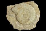 Fossil Ammonite (Acanthopleuroceras) - France #119402-1